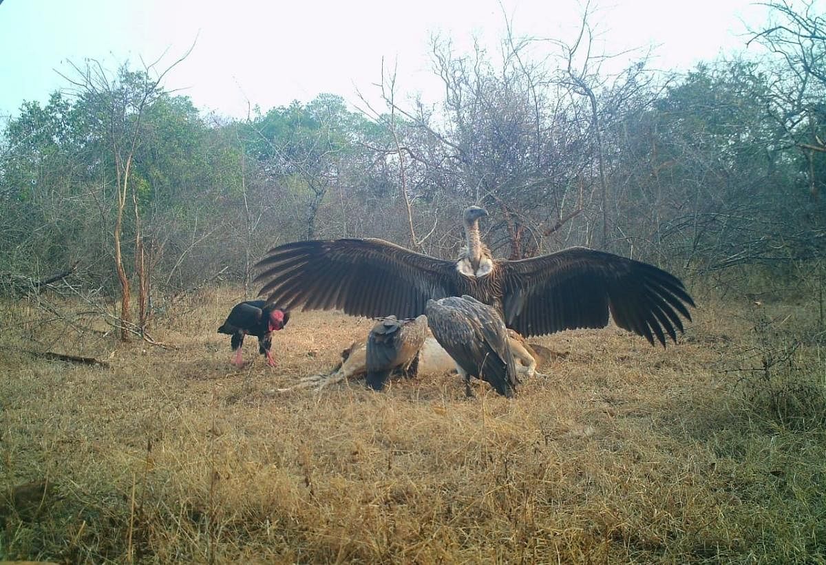 Vultures feeding on a deer carcass captured in a camera trap at the Male Mahadeshwara Wildlife limits.