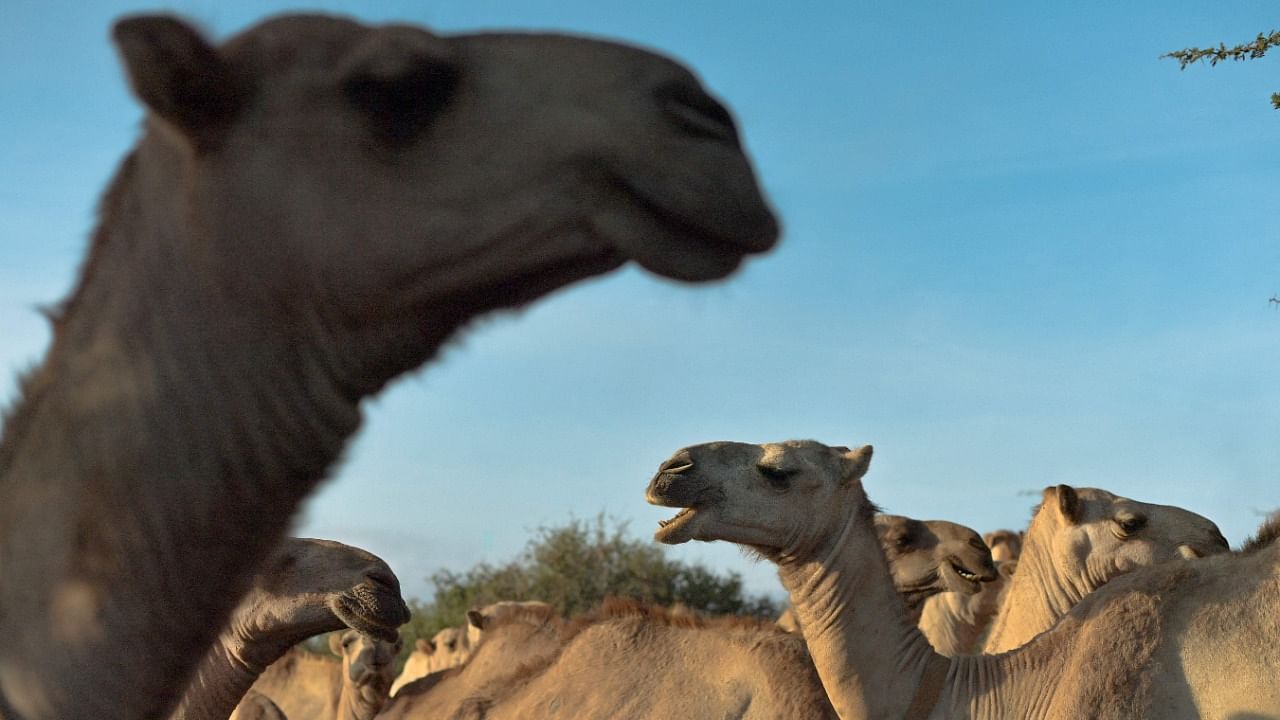 Camels stand in their pens as they wait to be released to pasture at the International Livestock Research Institute (ILRI) ranch, where the camels are regularly tested for the Middle East Respiratory Syndrome (MERS) virus. Credit: AFP Photo