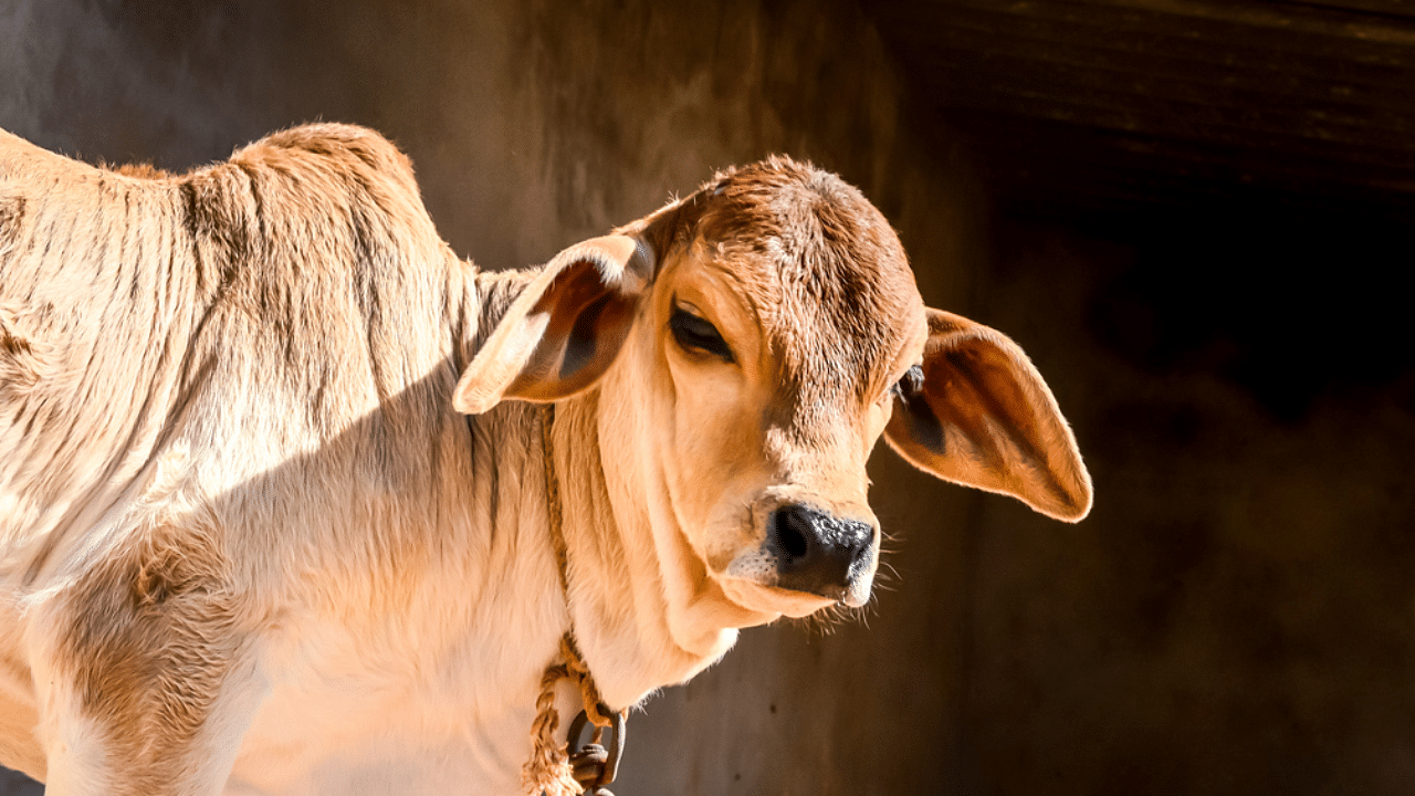 Ordering the revision, Forest Minister Aravind Limbavali pointed out that this has been a long pending demand from the farmers. Representative image: iStock Photo