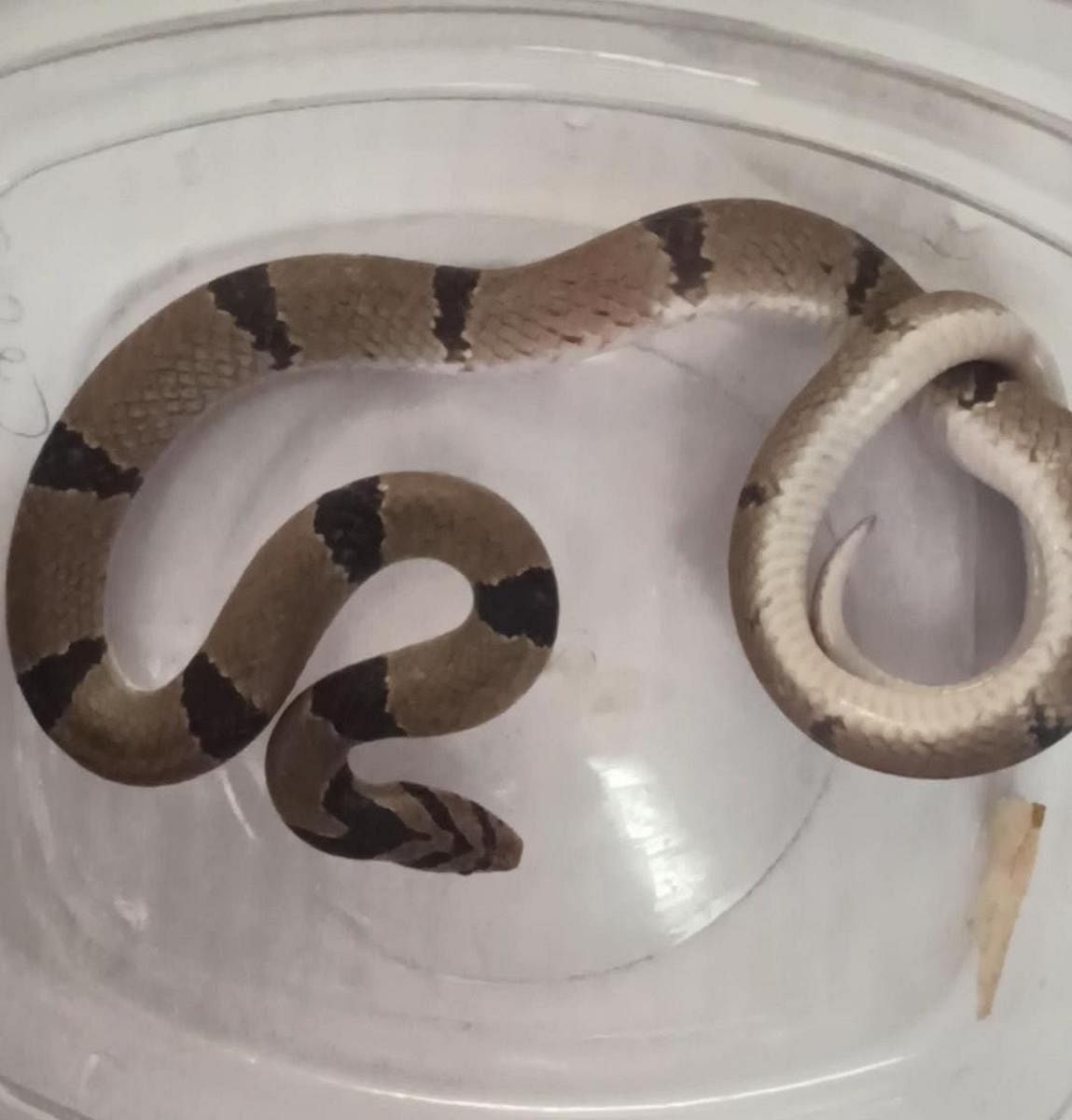 Banded kukri snake that was rescued from a house in Hassan on Tuesday. DH Photo