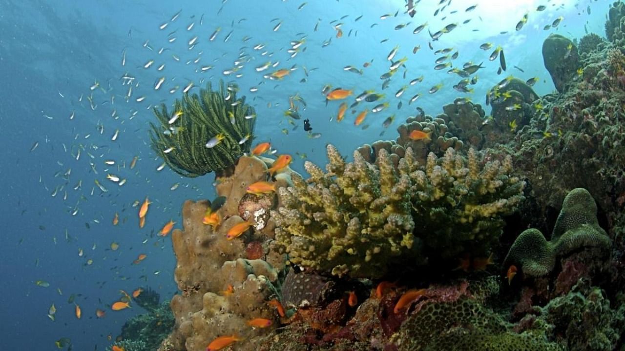 Coral reefs are diverse ecosystems that support thousands of species. Credit: Ritiks