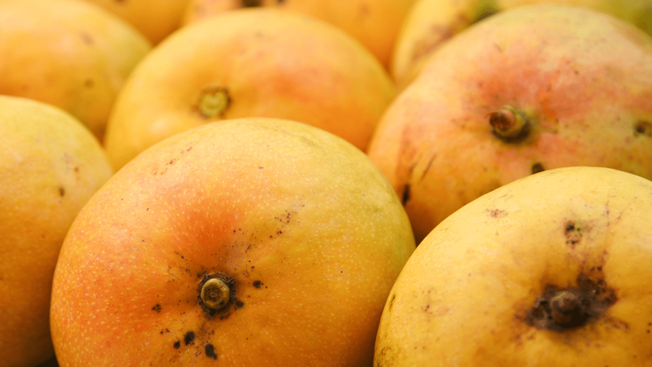 Alphonso mangoes are grown in the Konkan region of Maharashtra and the variant was granted a Geographic Indicator tag in 2020. Credit: iStock Photo