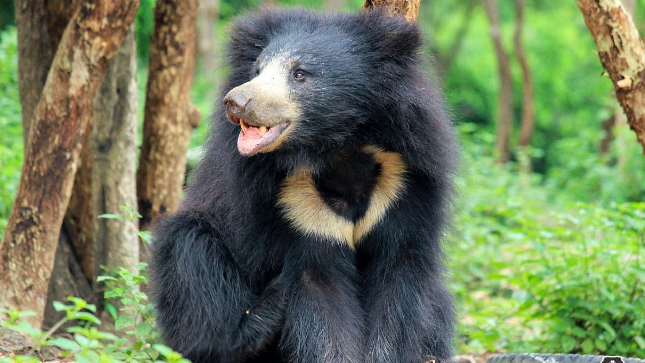 Sloth Bear. Credit: DH File Photo