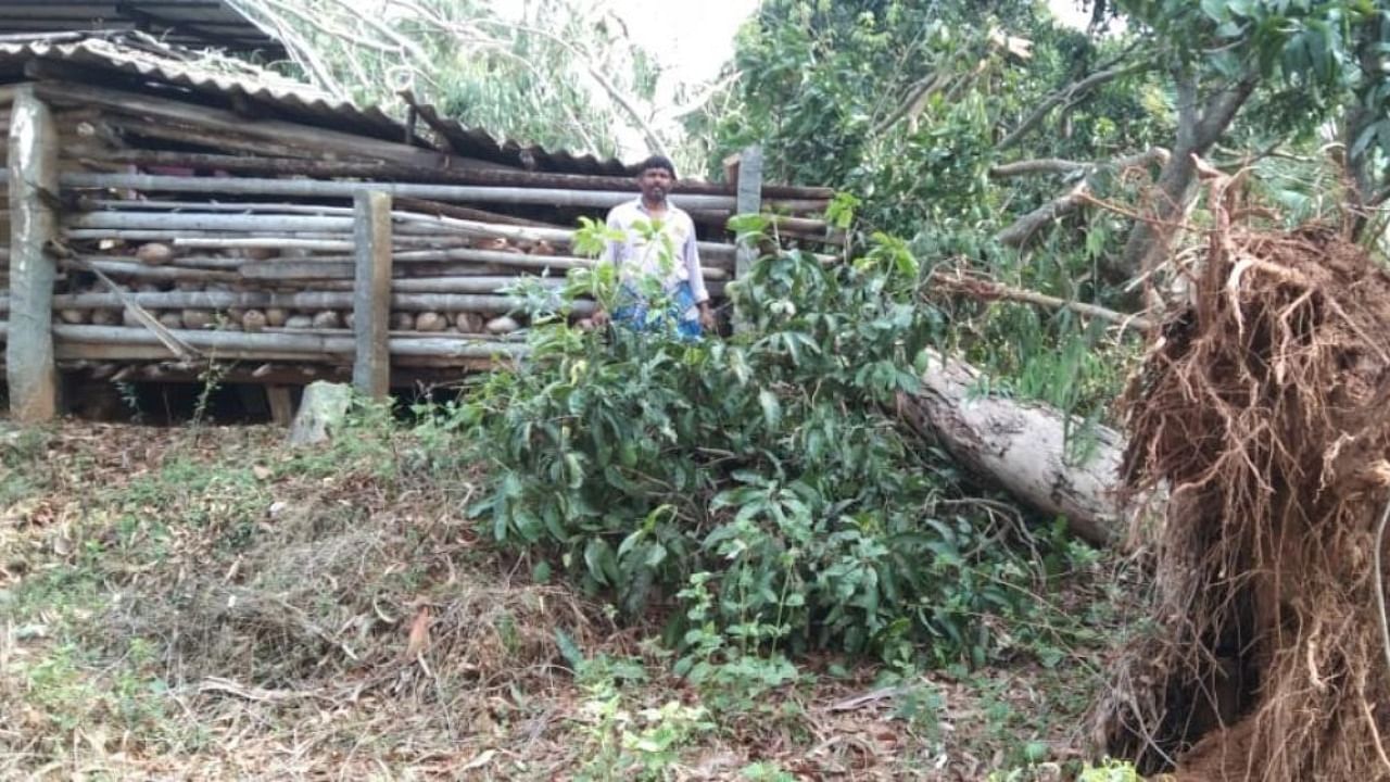 A tree that was uprooted due to heavy rain at Nuggehalli, Hassan district, on Thursday night. Credit: DH Photo