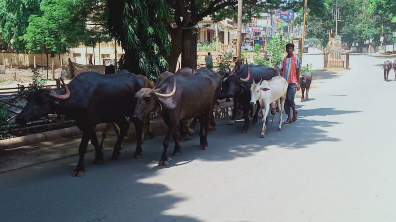 Buffaloes move comfortably on otherwise busy Lamington Road in Hubballi, during the weekend curfew on Saturday. Credit: DH photo
