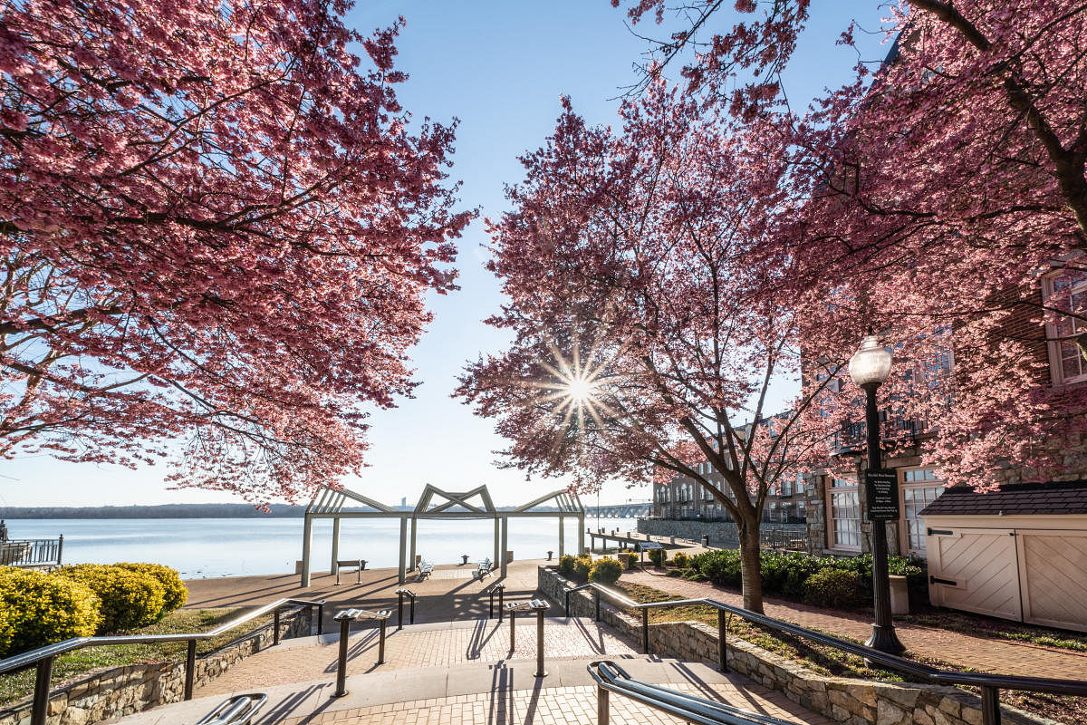 Alexandria Cherry Blossoms. PHOTO BY Carol Jean Stalun