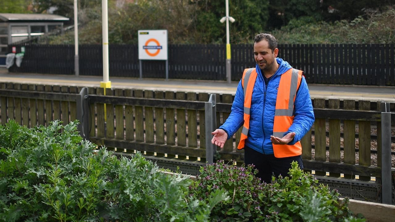 Founder of Energy Garden Agamemnon Otero tends to a herb and vegetable section near the platform at Brondesbury Park Overground train station in north west London. Credit: AFP photo