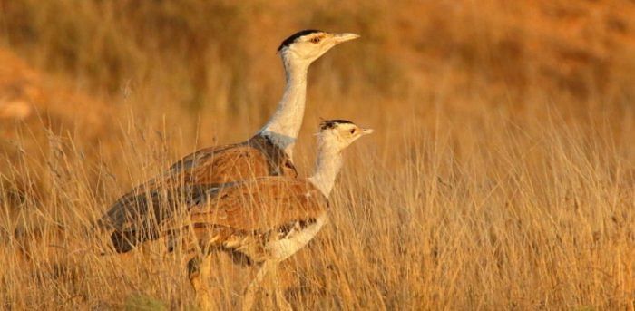 Great Indian Bustard. Credit: DH Archive Photo