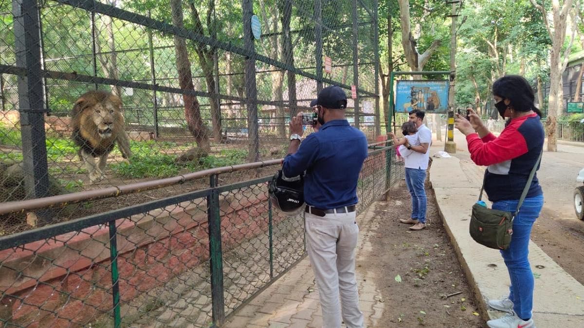 In 2020-21, the Bannerghatta Biological Park got only 4.8 lakh visitors as against 16 lakh in the previous year.