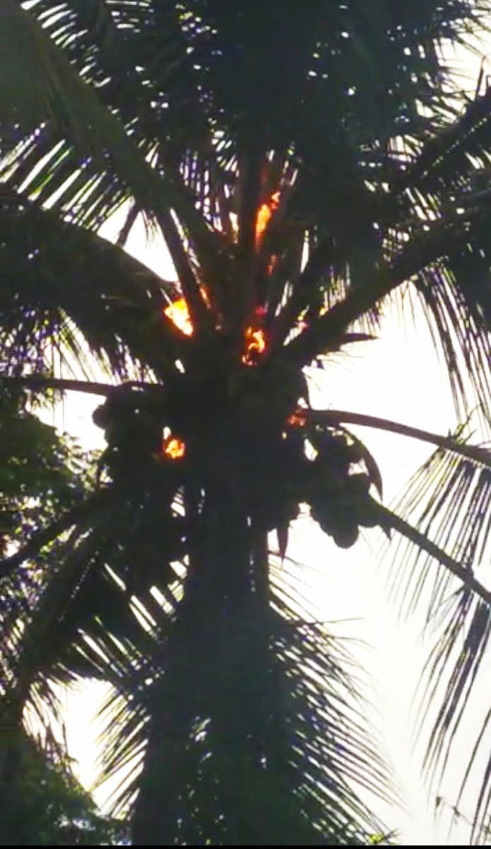 Lightning strike Coconut tree gutted in fire