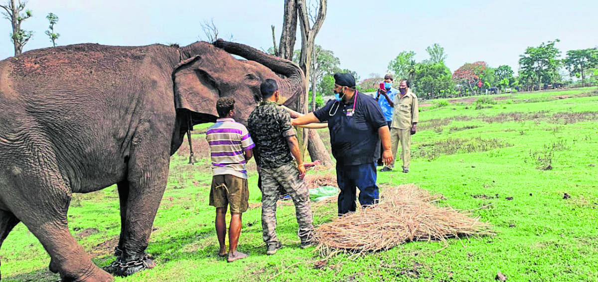 A team, comprising veterinarian Dr Amardeep Singh, conducts a health check-up of Kusha, the elephant.