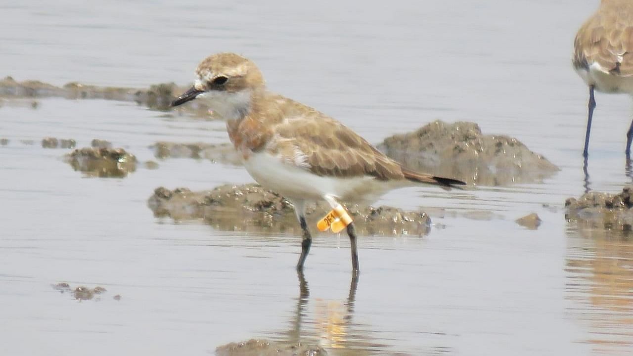 A greater sand plover seen at the Panje Wetland. Credit: Parag Gharat