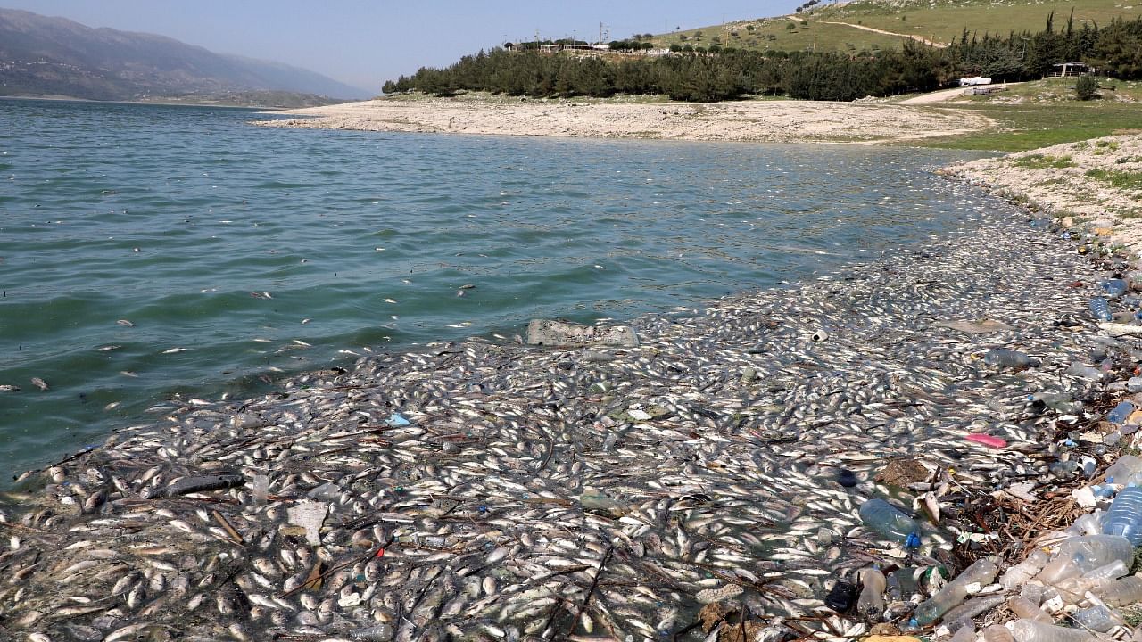 Dead fish are seen floating in Lake Qaraoun on the Litani River, Lebanon. Credit: Reuters Photo
