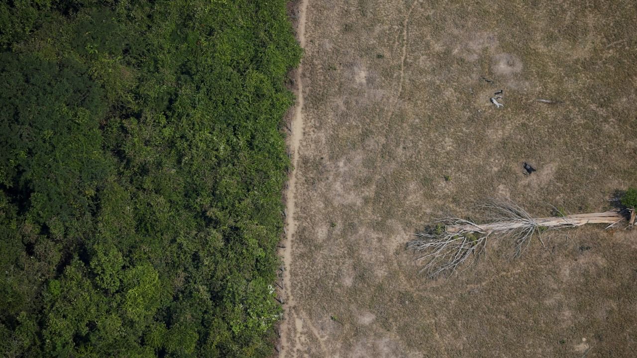 A fallen tree lies in an area of the Amazon jungle that was cleared by loggers. Credit: Reuters Photo