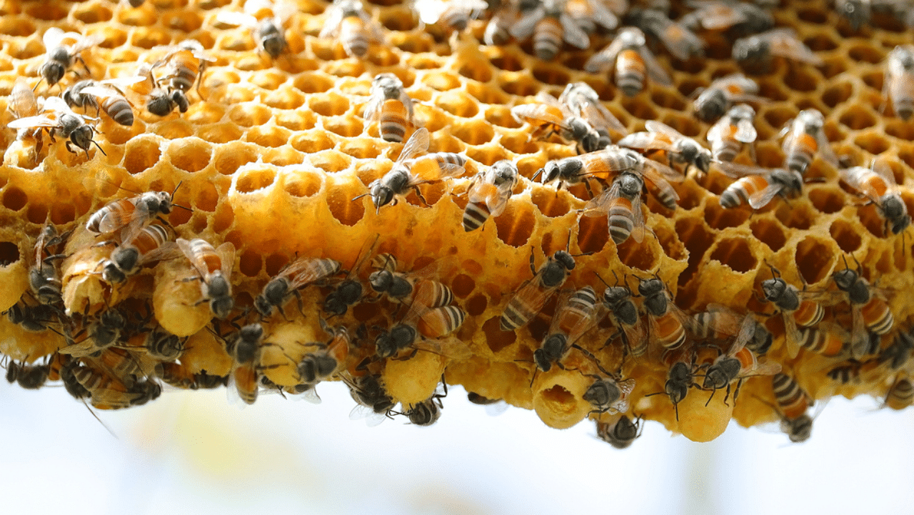 Experts feel that as beekeeping turned from a hobby to a thriving business following government aid programmes, the desire to raise more colonies has sidelined natural diversity. Credit: iStock Photo