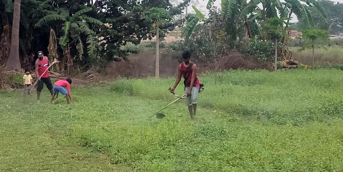 Ramesh destroys greens on his farmland in Ganjam, Srirangapatna taluk, Mandya district, on Friday. DH Photo