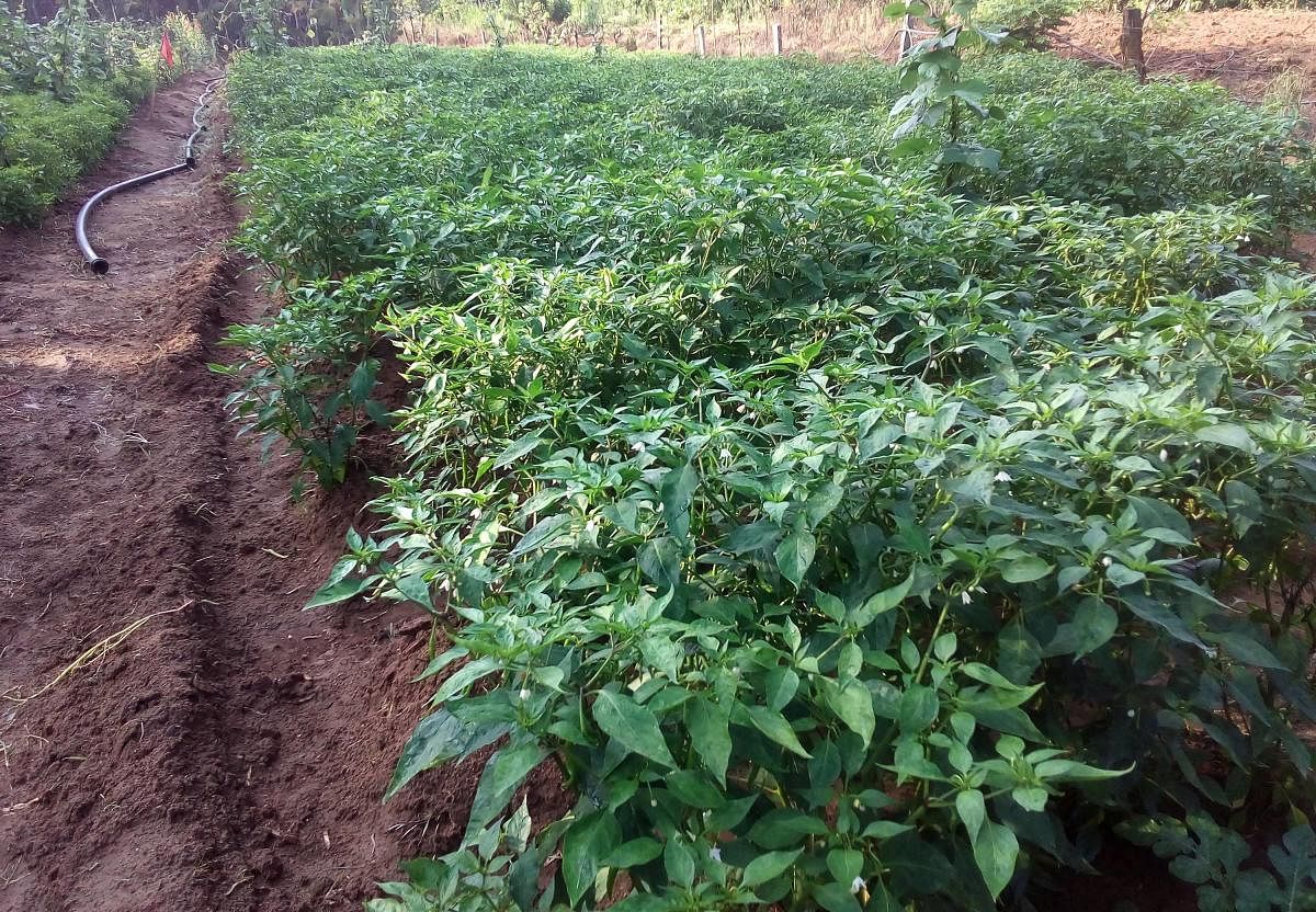 Green chilli plants in a field in the rural area of Somwarpet taluk.