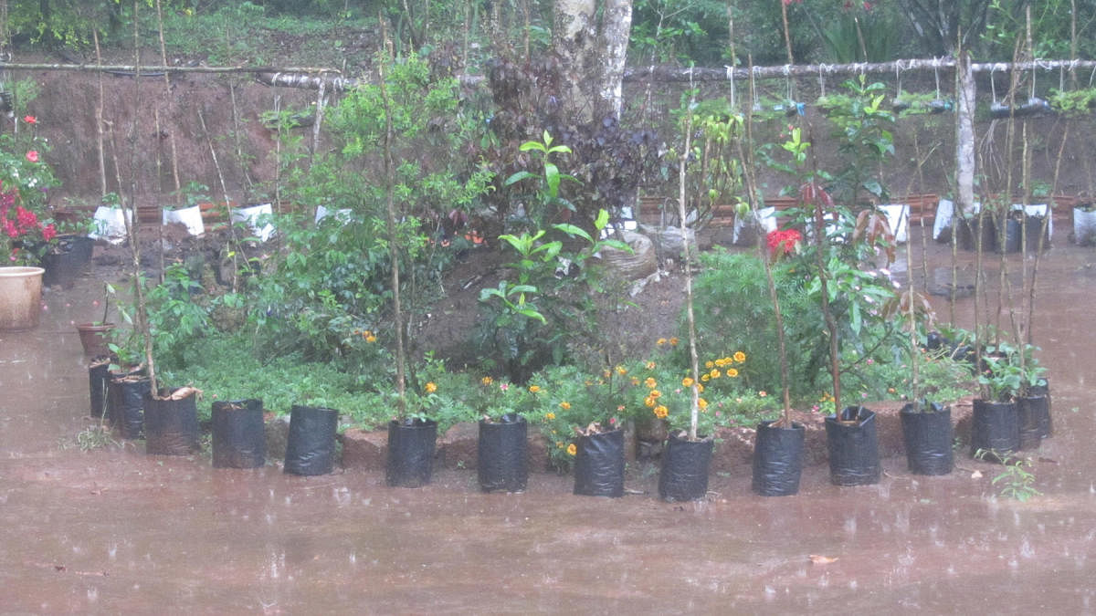Heavy rain lashed Napoklu on Saturday.