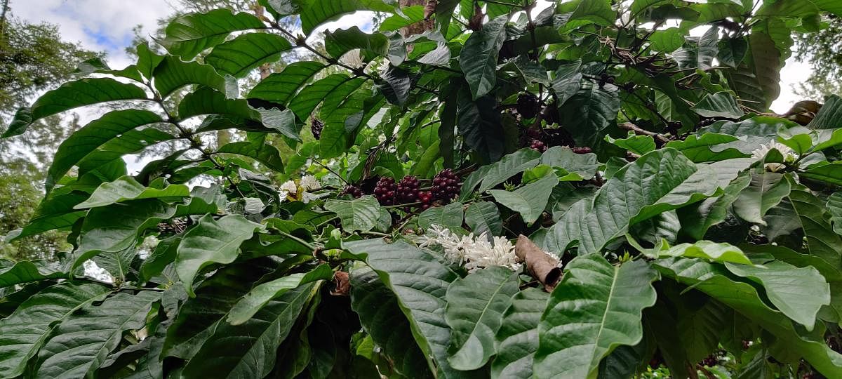 Coffee plant