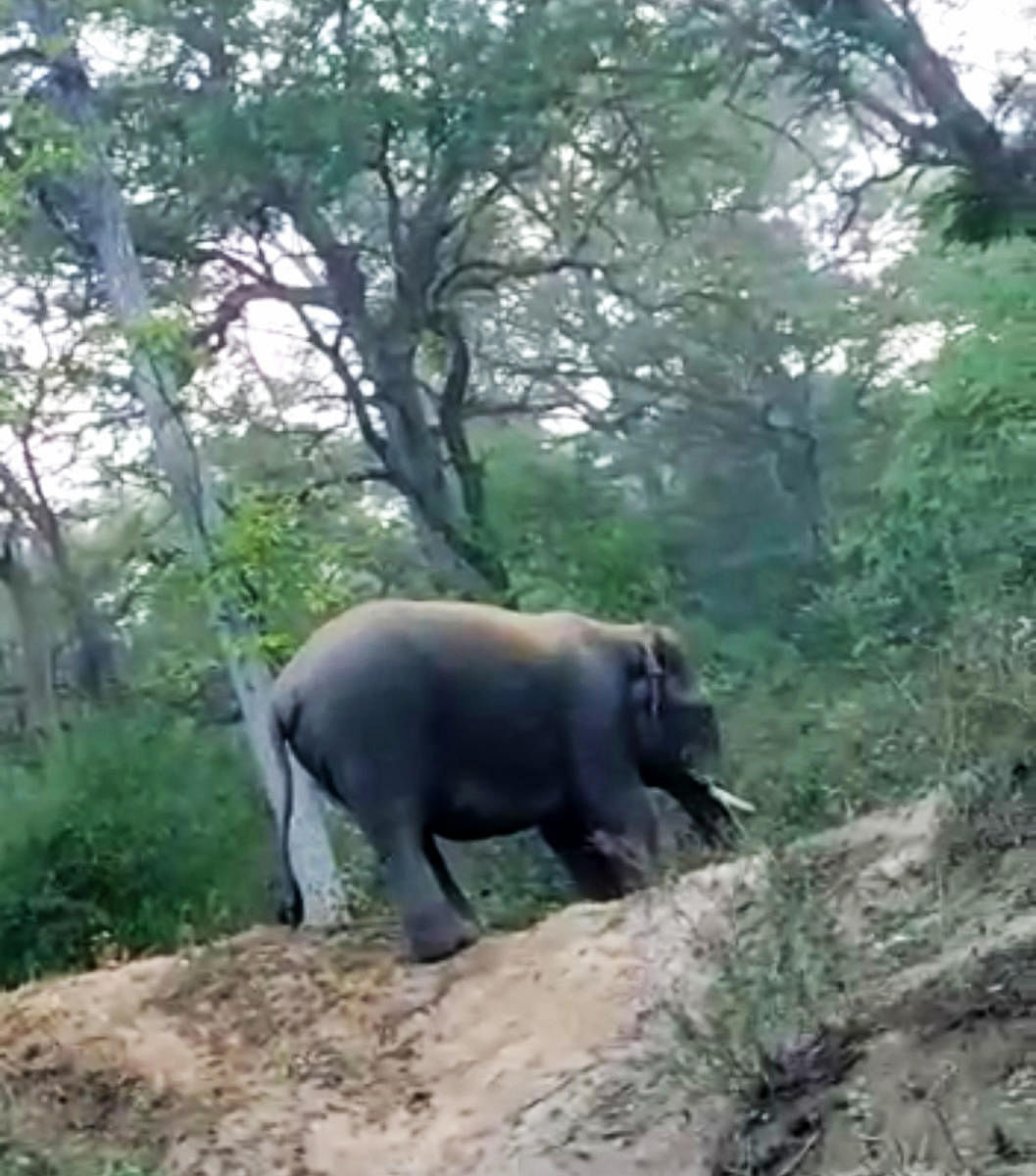 A tusker was spotted on Chiklihole Road on Sunday.