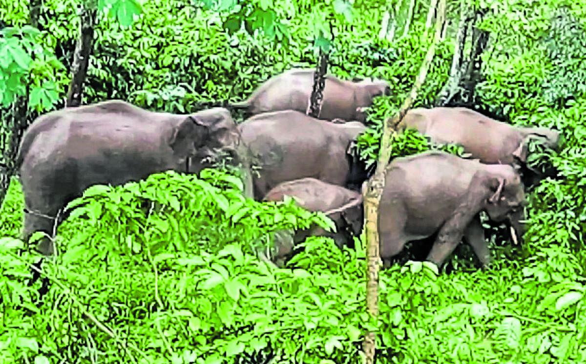 A herd of wild elephants inside a coffee plantation in Siddapura.