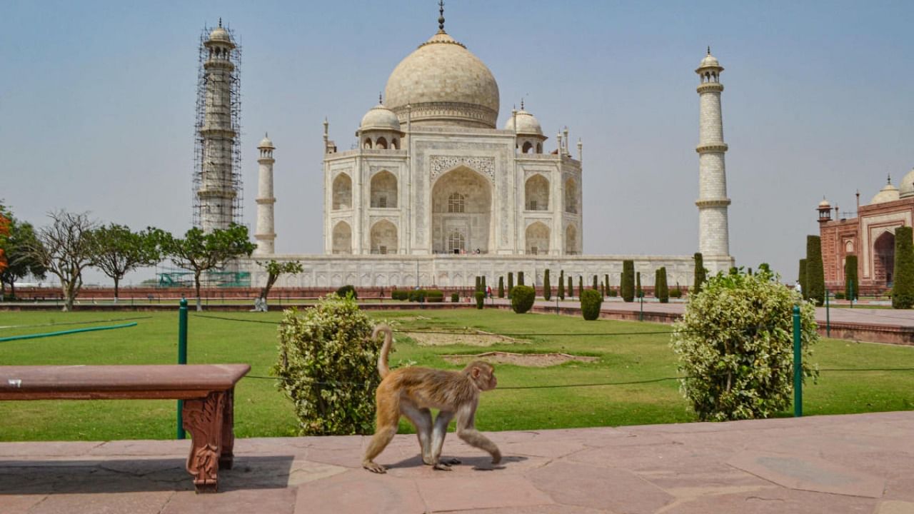 Taj Mahal in Agra is seen deserted apart from a few monkeys sprawling around as the surge in cases halts toursim industry. Credit: AFP Photo