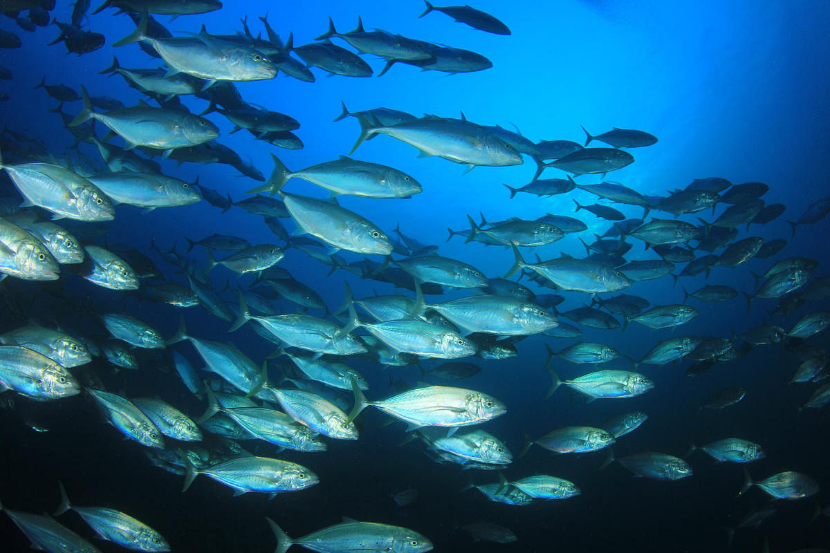 School of tuna fish in ocean.