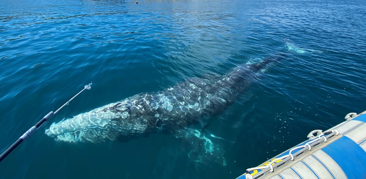 Wally, the lost grey whale calf in the Mediterranean Sea. Credit: AFP Photo