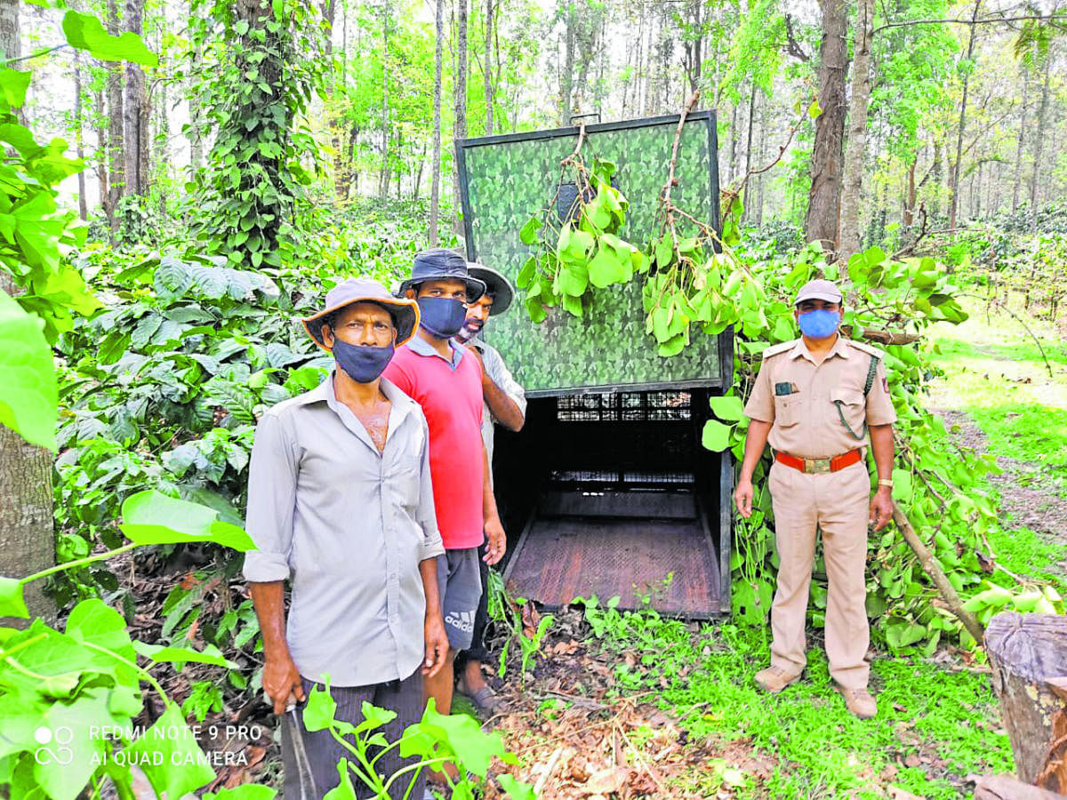 Forest department officials place a cage to capture the tiger at Areyuru near Kushalnagar.