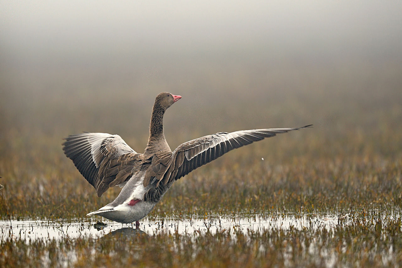 Greylag goose. Credit: Rathika Ramasamy