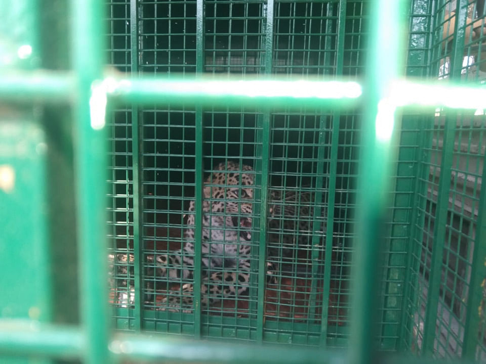 The leopard was rescued by forest department officials. Credit: DH Photo