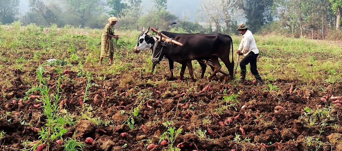 A farmer harvests sweet potatos at Yarapare in Somwarpet.