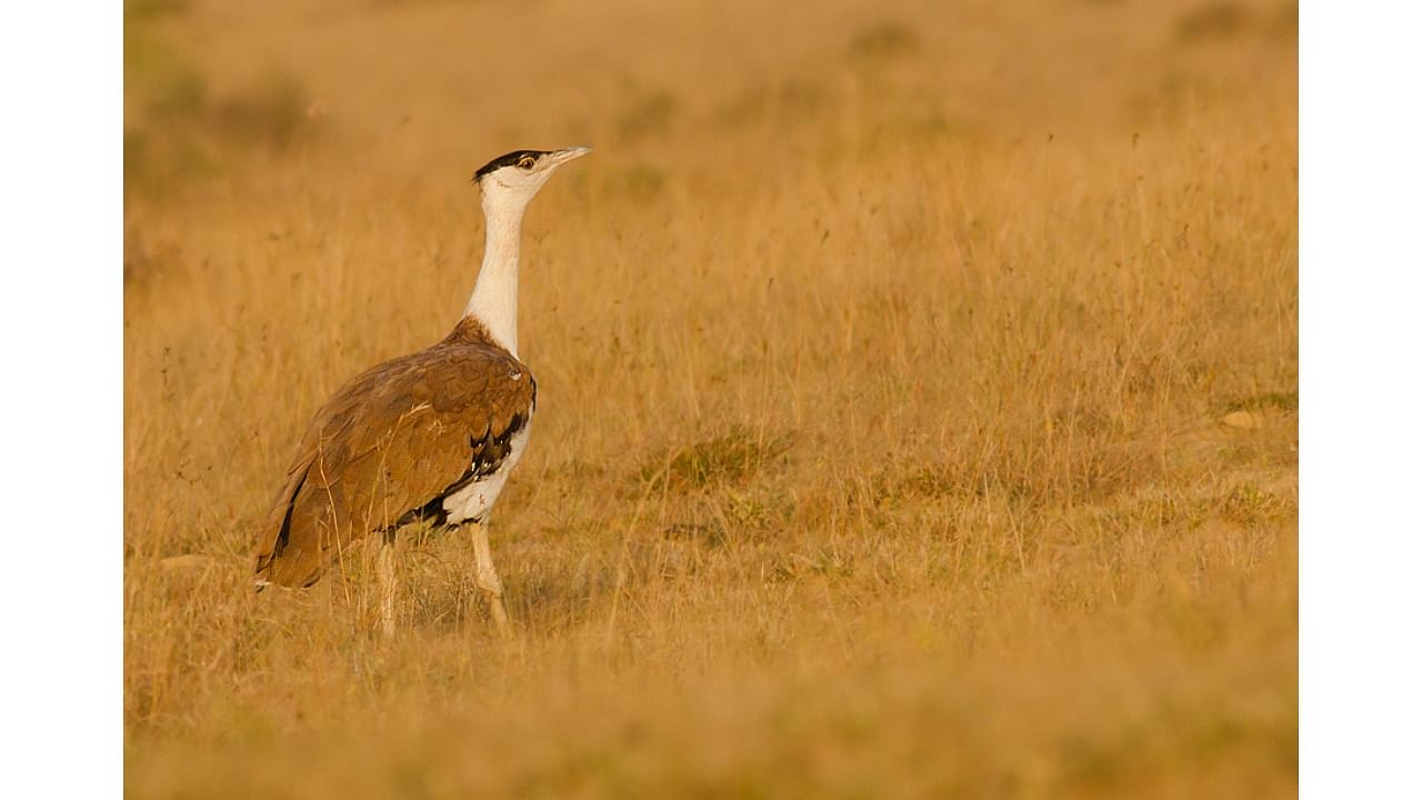 Great Indian Bustard. Credit: Wikimedia Commons