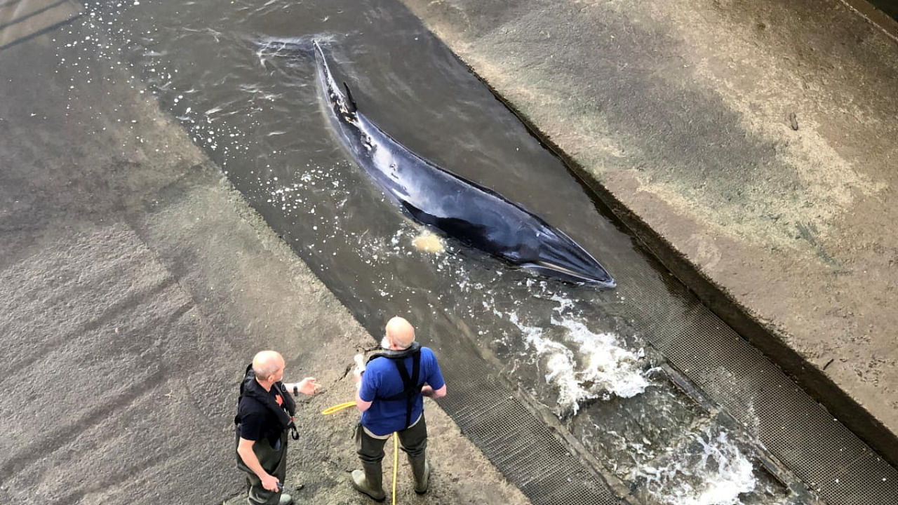 Rescue attempts were made as the small whale was stranded in the River Thames. Credit: Reuters Photo