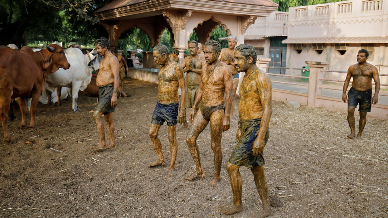 People walk after applying cow dung on their bodies during "cow dung therapy", believing it will boost their immunity to defend against the coronavirus disease at the Shree Swaminarayan Gurukul Vishwavidya Pratishthanam Gaushala or cow shelter on the outskirts of Ahmedabad. Credit: Reuters Photo