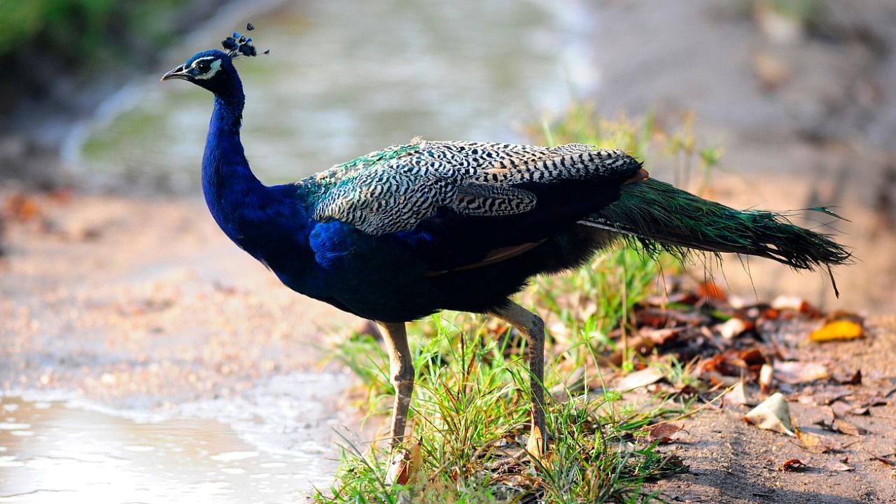 A peacock seen in Nagarhole National Park in Karnataka. Credit: iStock Photo