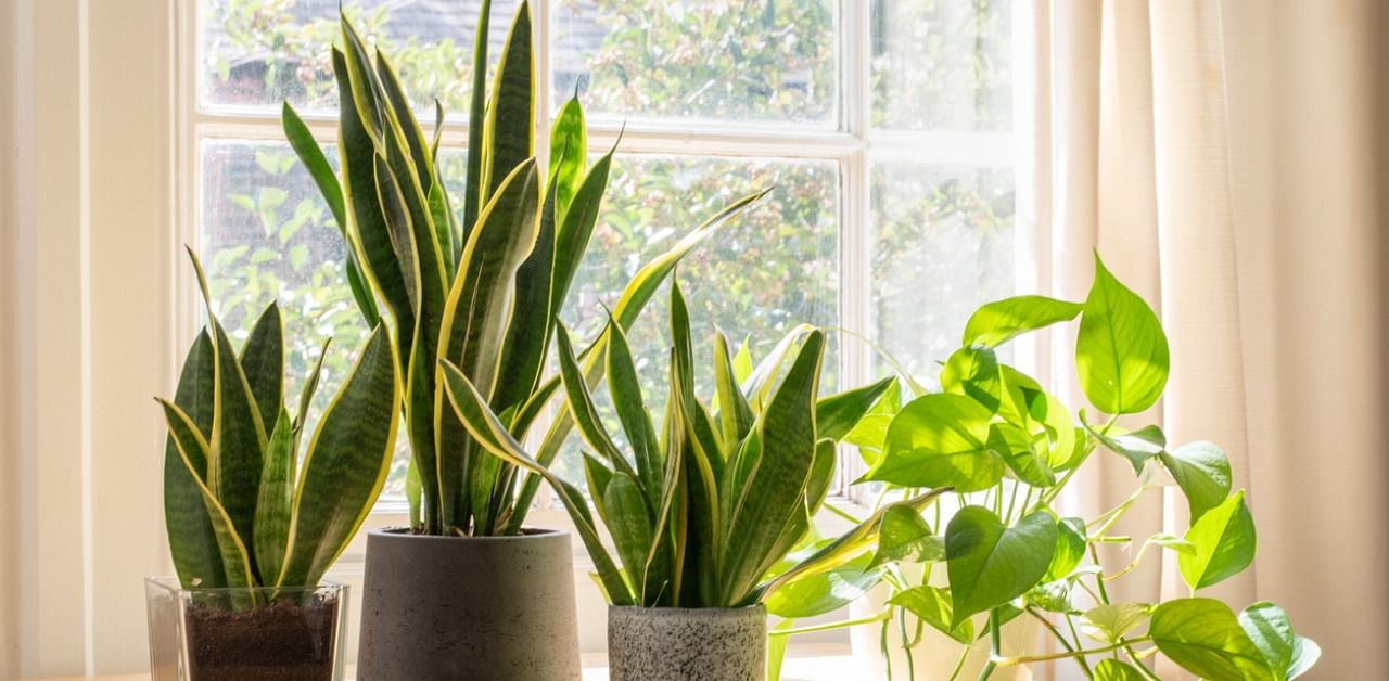 Potted snake plants. Credit: iStock Photo