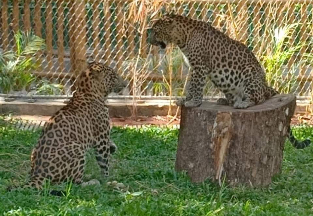 A pair of leopards at the Byculla Zoo. Credit: DH File Photo/Mrityunjay Bose