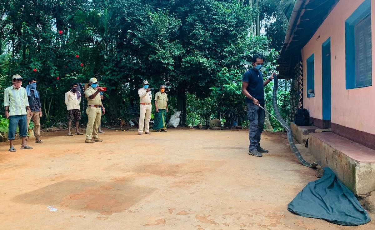 Agumbe Rainforest Research Station Field Director Ajay Giri rescues a king cobra from a house in Shivamogga district. 