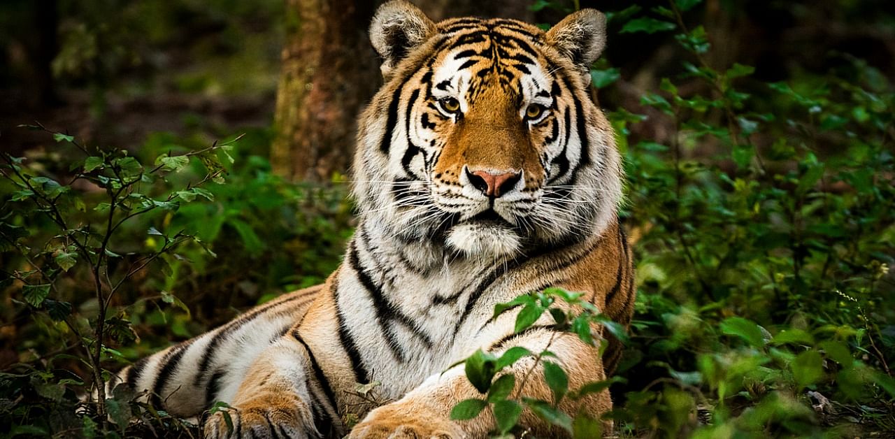 The central Indian state had regained the top slot in the 2018 census with a population of 526 tigers. Credit: iStock Photo