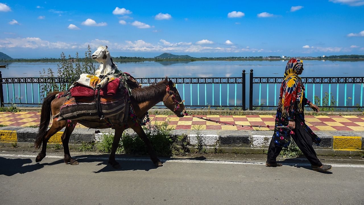 A nomad woman walks with her horse along the deserted Dal Lake during strict lockdown imposed in Jammu and Kashmir by Government administration to contain the surge in Covid-19 cases, in Srinagar. Credit: PTI Photo