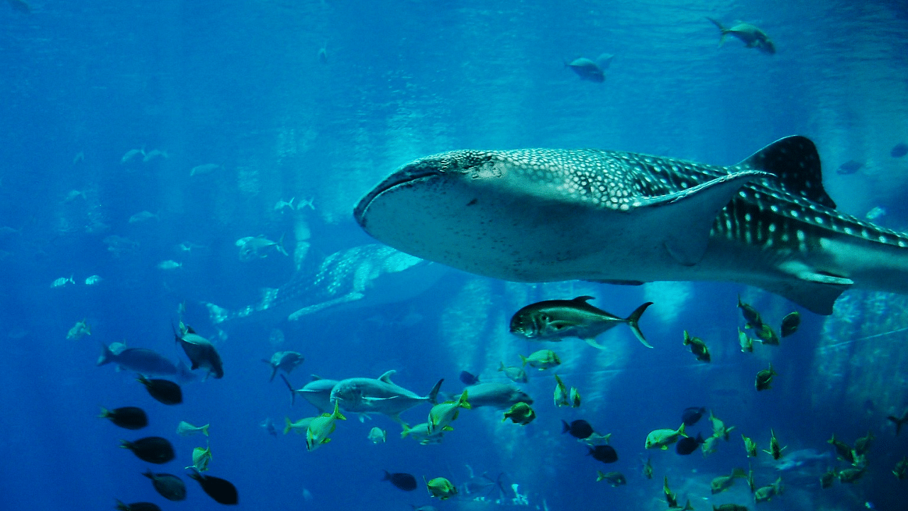 Keller said the study could help inform management of shark species, which are in decline. Credit: Pixabay