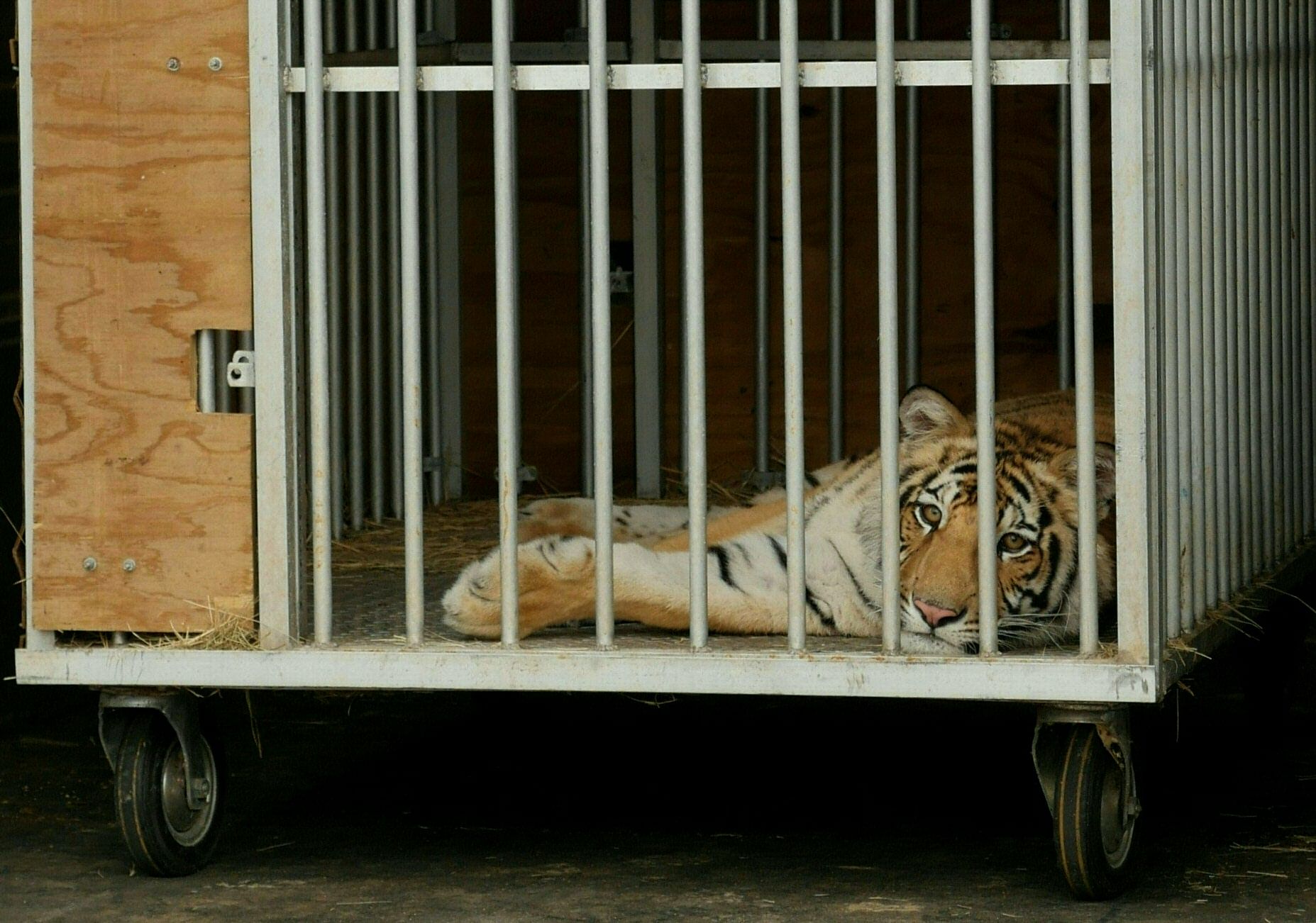Nine-month-old Bengal tiger called India is seen in a cage after being captured by authorities in Houston. Credit: AFP Photo