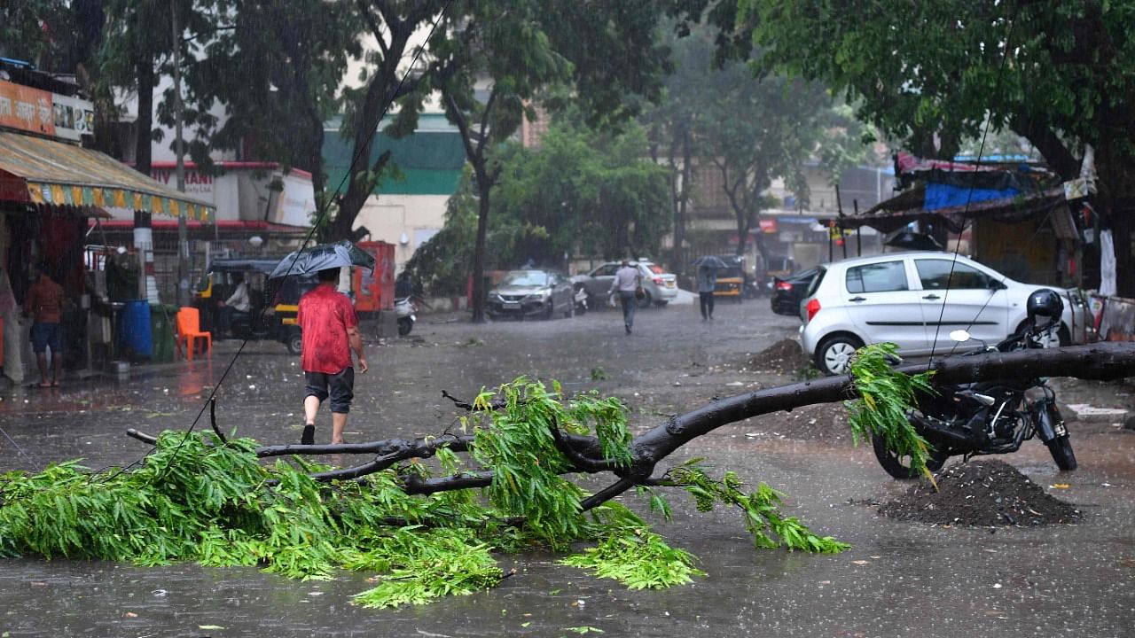 A man walks past a fallen tree on a street following heavy rains from Cyclone Tauktae. Credit: AFP Photo