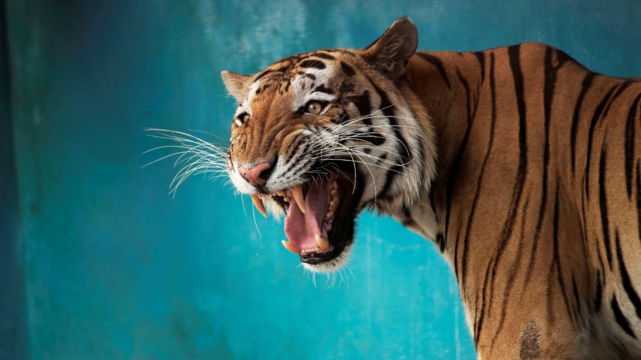 There are fewer than 2,000 Bengal tigers left in the wild, according to the World Land Trust, which said that they are typically solitary animals