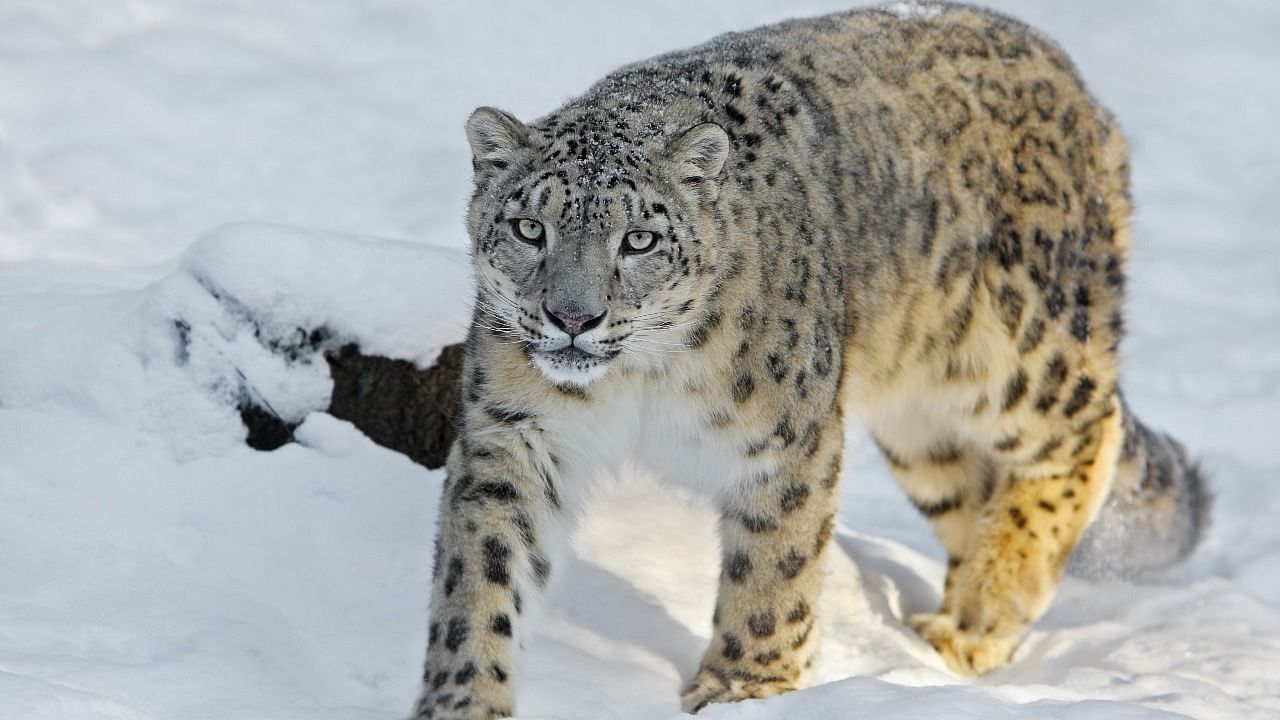 Globally, there could be as few as 4,000 snow leopards left in Asia’s high mountains. Credit: iStock Photo