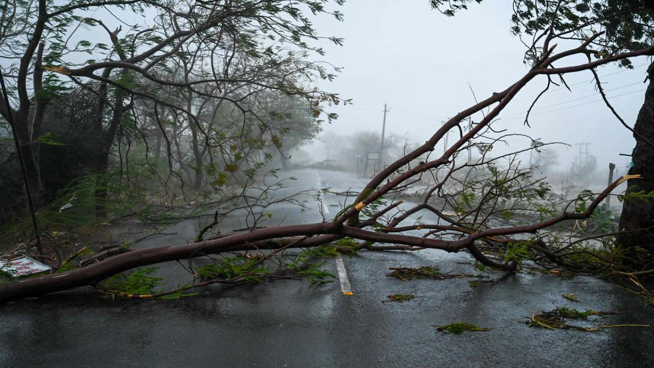 An uprooted tree blocks a highway near Diu. Credit: AFP Photo