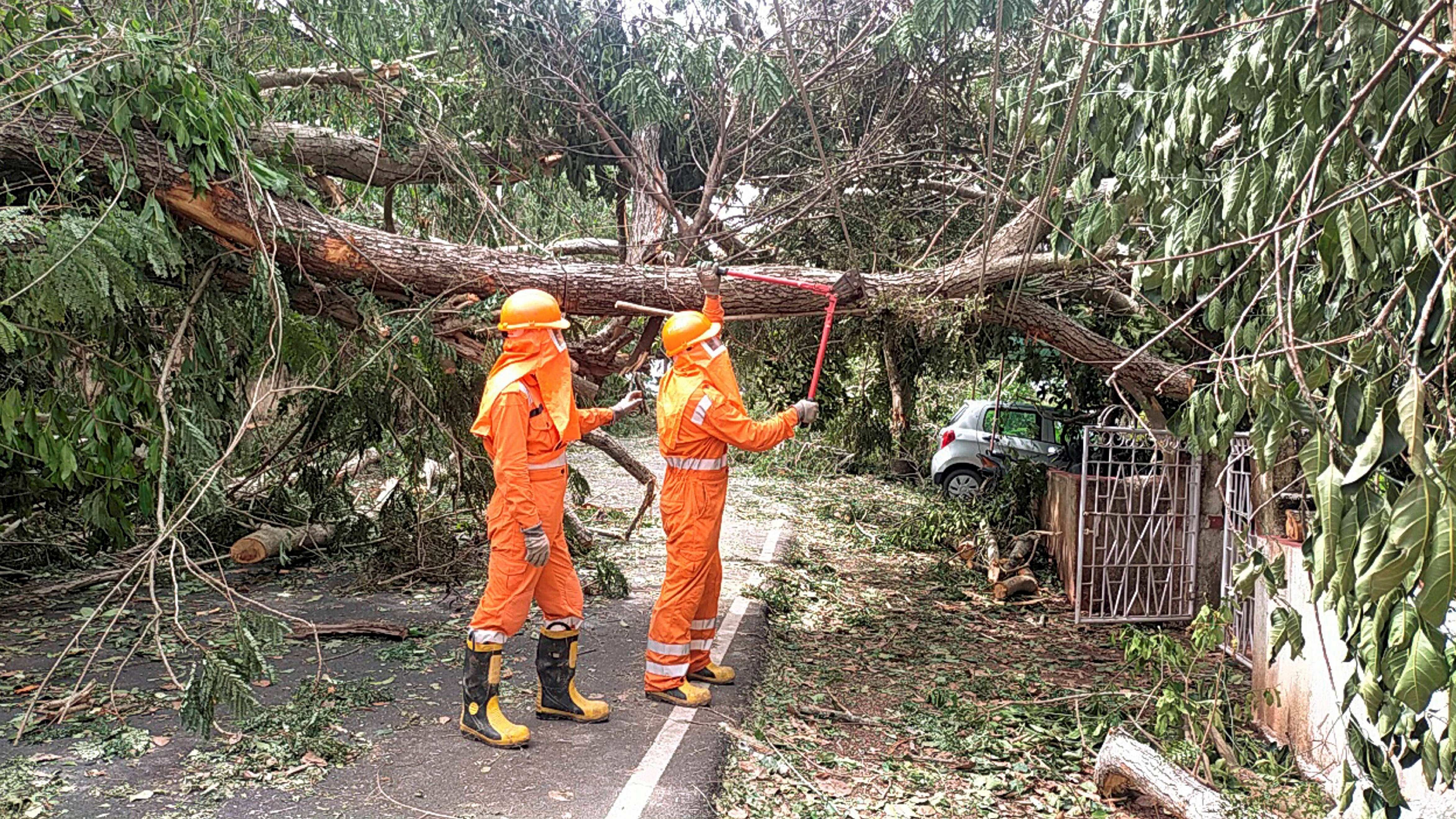 NDRF personnel carry out restoration works after tree fell on a road due to Cyclone Tauktae, in Goa, Monday. Credit: PTI Photo