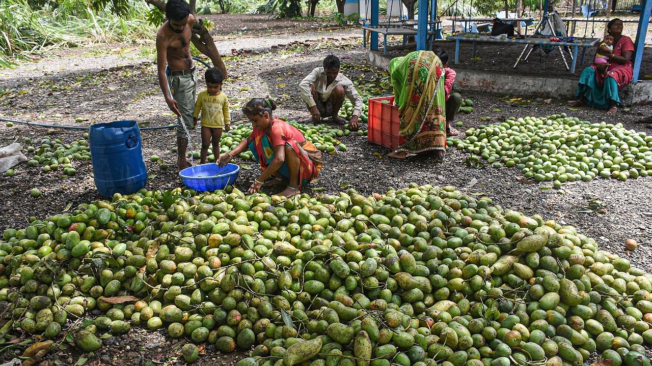 Farmers collect mangoes that fell down due to cyclone tauktae at a farm in Surat. Credit: PTI Photo