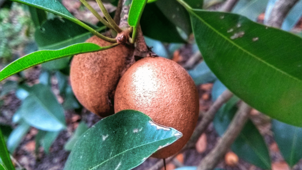 Out of 5,000 farmers who grow Sapota, 147 farmers are authorised GI users. Credit: DH Photo